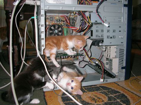 cats playing in a computer