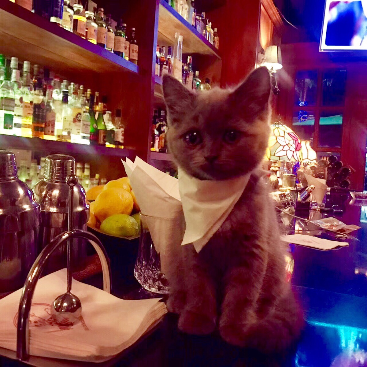 cat at the bar